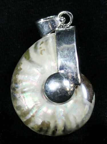 Whole Polished Ammonite Fossil Pendant #26928